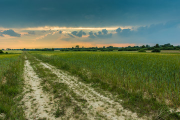 Fototapeta na wymiar Road through a field of green cereals and dark clouds at sunset