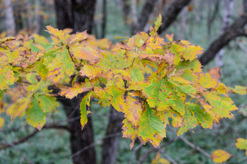 ミズナラの紅葉