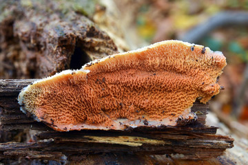 Phlebia tremellosa fungus © Ionescu Bogdan