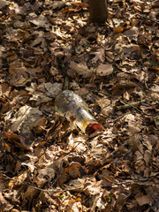 glass bottle, garbage thrown into the forest's leaf-covered bottom