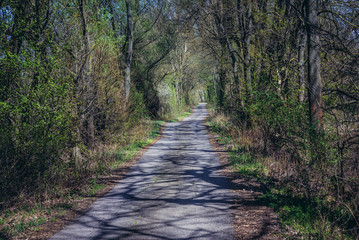 Fototapeta premium Bicycle path in small forest over River Morava in Slovakia