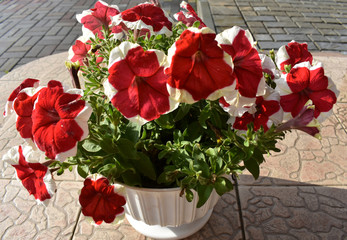 Red flower in a white pot