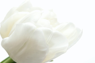 Fototapeta na wymiar White Tulips