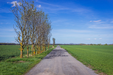 Fototapeta na wymiar Field road near Suchohrad small village in Bratislava region, Slovakia