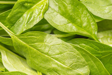 Fresh Baby spinach leaves