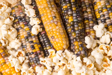 bunch of organic dried multicolored corn on the cob with already popped popcorn