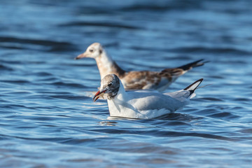 Möwe mit fisch