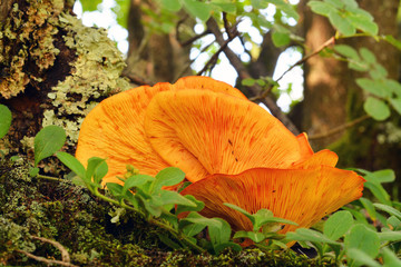 Omphalotus illudens mushroom