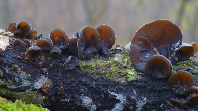 Auricularia auricula-judae fungus