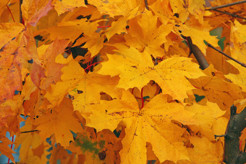 Beautiful autumn maple in the park