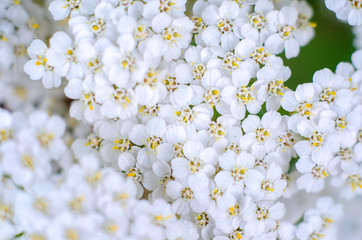 Milfoil flowers in meadow macro photo. Medical herb, Achillea millefolium © Lema-lisa