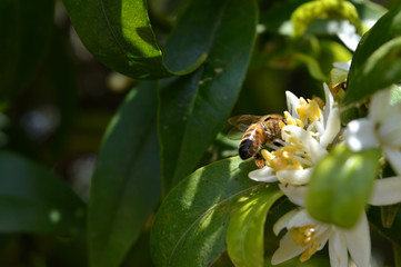 Flower of Sicily, Close-up of Clementine Flowers with a Bee Collecting Pollen