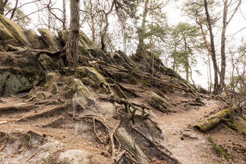 Fototapeta na wymiar forest dörenther klippen with mountain