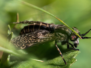 Makro einer Bremse verstreckt im Gras