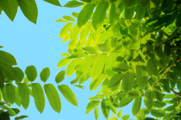 the leaves of the walnut tree in the blue sky