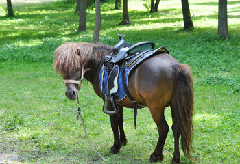 Beautiful pony with funny herd. Pony rides. Pony horse  on the farm pasture on a sunny day.
