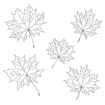 vector contour trees maple leaf botanical hand drawn sketch coloring book