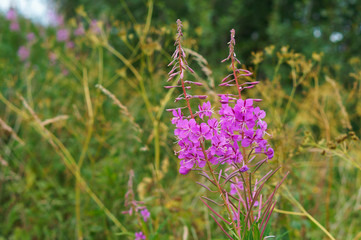 Fototapeta premium Medicinal plant Ivan-tea. Epilobium narrow-leaved. Koporsky tea.