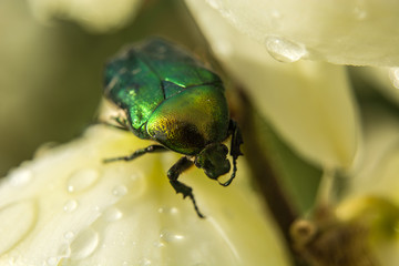 European rose chafer in flowers