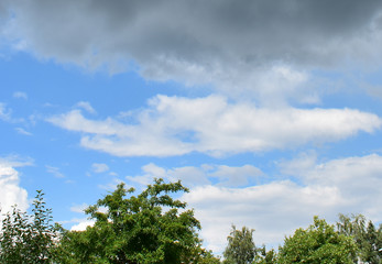 The sky with the top of the trees