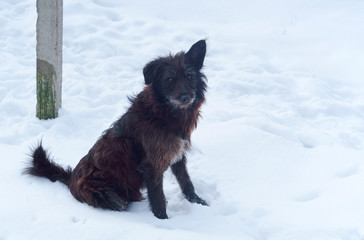 Yard dog in the snow. Homeless black dog.