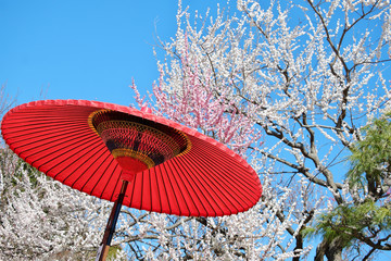 梅と傘と青空、日本風