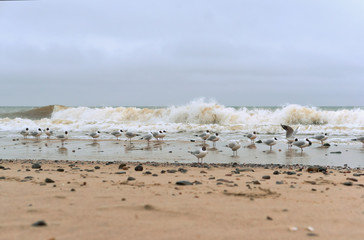 A flock of birds on the beach. Seagulls in cloudy weather.