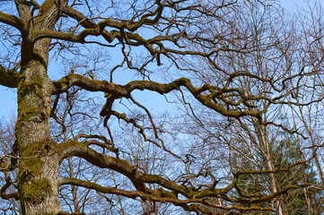 Bare branches of a large tree. Tree without leaves against the sky.