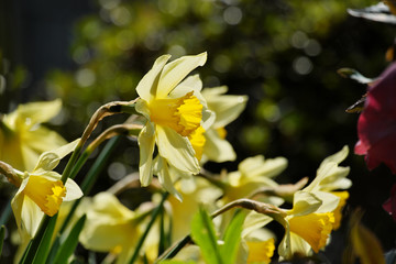 黄色い水仙