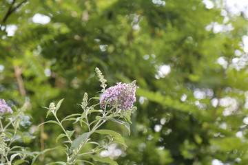 Lilac Blossom