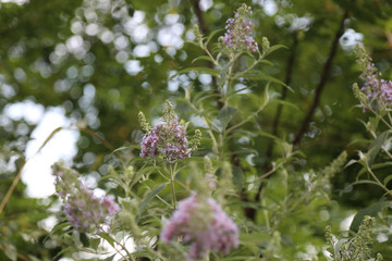 Lilac Blossom