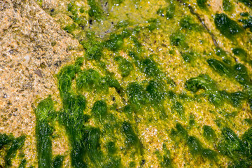 The surface of an old rock with cracks. Old rock texture (wild background)