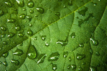 Water drops on a green leaf - background
