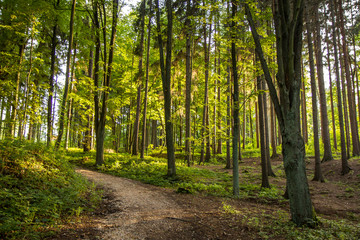 Forest green natural landscape view. Trees and path. Walk and relax. Peaceful, quiet, relaxing.