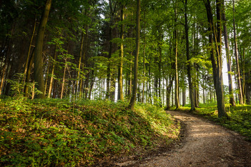 Fototapeta na wymiar Forest green natural landscape view. Trees and path. Walk and relax. Peaceful, quiet, relaxing.