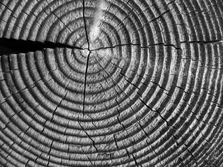 Obraz premium Black and white wooden cut 