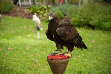 golden eagle on roost