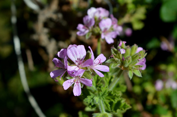 Close-up of Pelargonium Graveolens Flowers, Nature, Macro