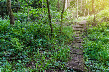 Obraz premium Landscape of the forest. A walk through wild, protected forests in Germany