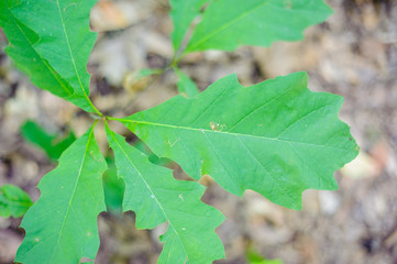 oak plant seen from above