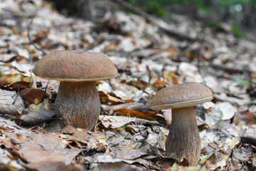 Boletus edulis - edible mushroom. Brown boletus mushroom, penny bun, porcini, cep, porcini, king bolete