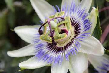 fleur de la passion