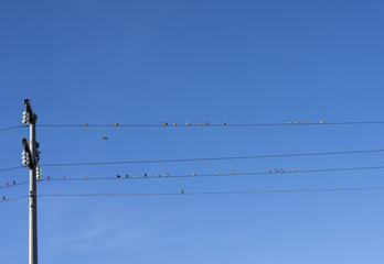 lovely birds on wires high voltage