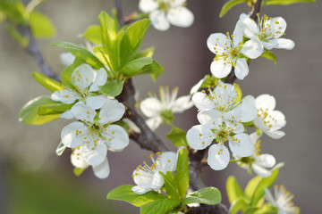 Easter spring flowering white Flowers of cherries and green leaves.