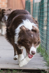 Portrait of Border Collie in Belgium