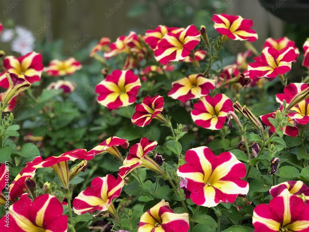 Poster Marvel of Peru flowers