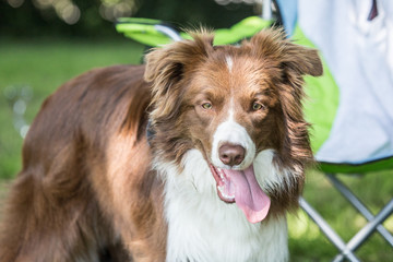 Fototapeta premium Portrait of Border Collie on a walk and fresbee dog training in Belgium
