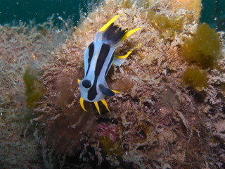 Polycera capensis-Crowned nudibranch in Chowder Bay, Sydney, Australia