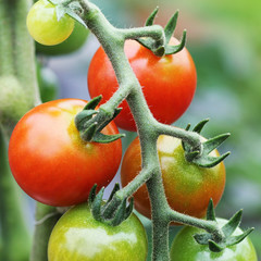 Ripe cherry organic tomatoes in garden ready to harvest