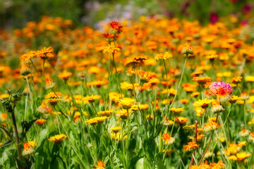 Obraz premium Meadow of summer flowers